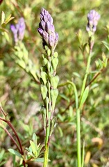 Comesperma calymega