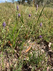 Comesperma calymega