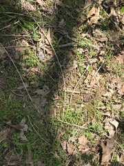 Microstegium vimineum