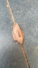 Gastropacha quercifolia