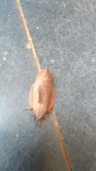 Gastropacha quercifolia