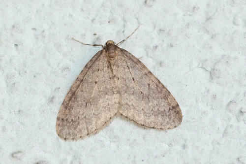 Winter Moth