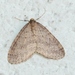 Winter Moth - Photo (c) Werner, some rights reserved (CC BY-NC-SA), uploaded by Werner