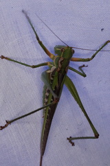 Metaballus frontalis