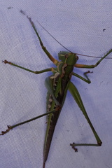 Metaballus frontalis