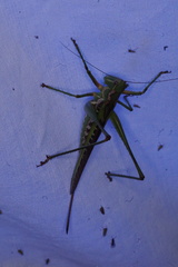 Metaballus frontalis