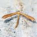 Stenoptilia pterodactyla - Photo (c) Ben Sale, algunos derechos reservados (CC BY)