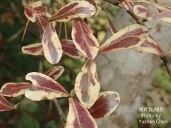 Terminalia mantaly 'triciolor'