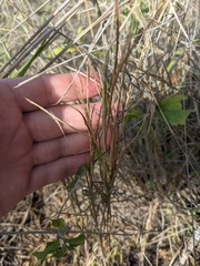 Setaria texana
