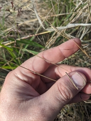 Setaria texana