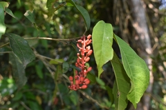 Sorocea hilarii
