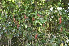 Sorocea hilarii