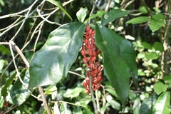 Sorocea hilarii