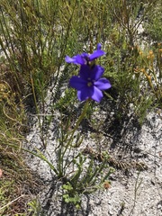 Aristea juncifolia