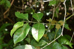 Salacia arborea
