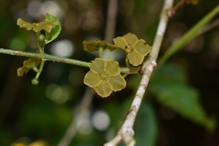 Salacia arborea