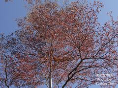 Terminalia mantaly 'triciolor'