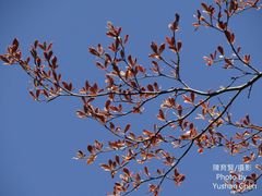 Terminalia mantaly 'triciolor'