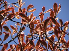 Terminalia mantaly 'triciolor'