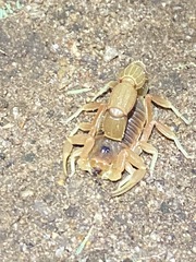 Parabuthus mossambicensis