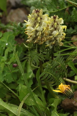 Pedicularis compacta