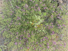 Fagonia chilensis