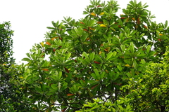 Campnosperma auriculatum