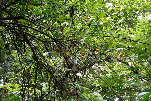 Calamansi (Citrus microcarpa)