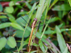 Orthetrum luzonicum