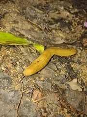 Vaginulus taunaisii