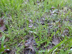 Scutellaria integrifolia