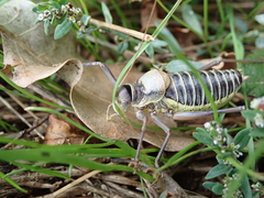 Ephippiger diurnus diurnus