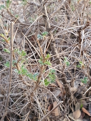 Astragalus armatus numidicus