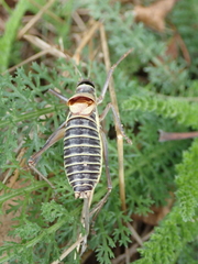 Ephippiger diurnus diurnus