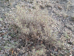 Astragalus armatus numidicus