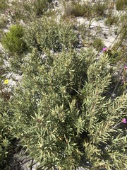 Grubbia tomentosa