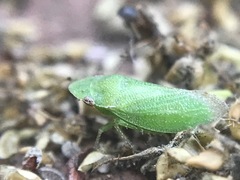 Xerophloea peltata