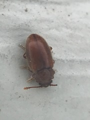 Cryptophagus setulosus