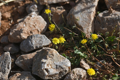 Crepis cretica