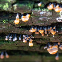 Stilbocrea gracilipes