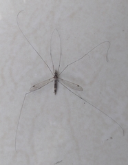 Tipuloidea