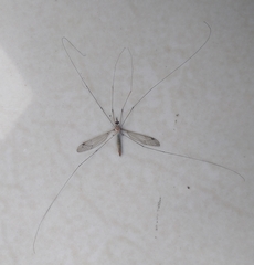 Tipuloidea