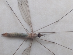 Tipuloidea
