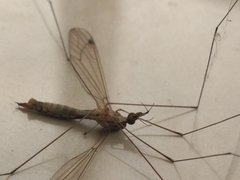 Tipuloidea