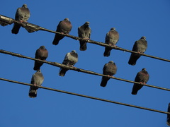 Columba livia domestica