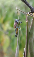 Perixerus