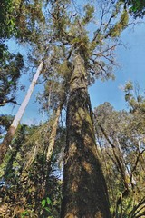 Parapiptadenia rigida