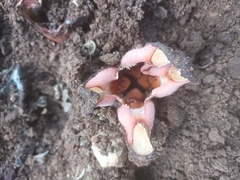 Hydnora abyssinica