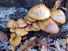 Pholiota aurivella