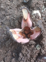 Hydnora abyssinica